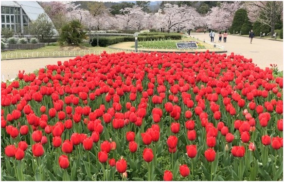 　　　　　　＜　休園前の植物園　①　＞_c0036080_18280948.jpg