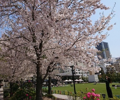 思いがけずの花見_a0264383_19192011.jpg