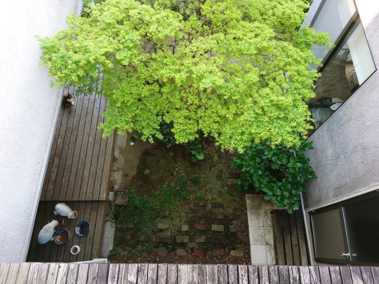 中庭に木陰を作ってくれるモミジ_f0197985_14244753.jpg