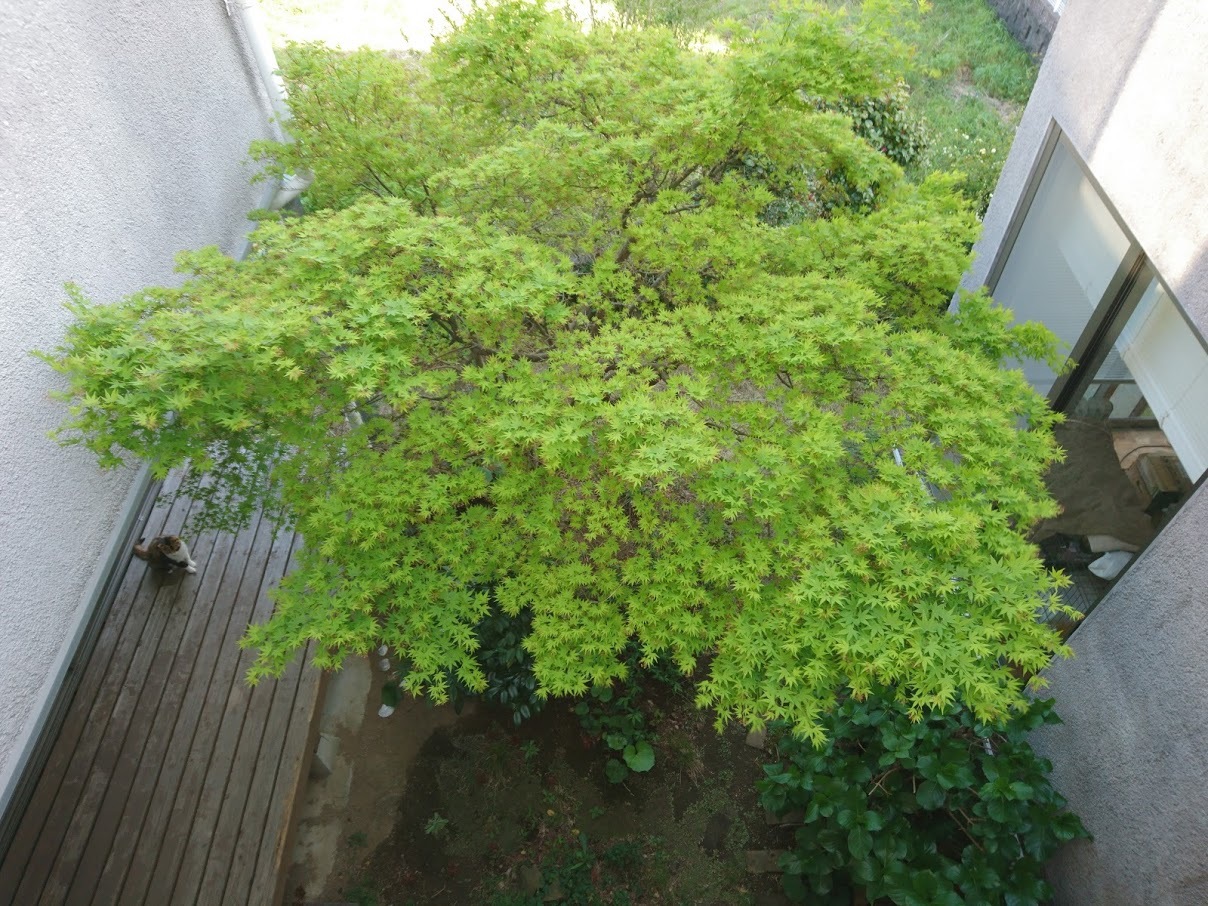 中庭に木陰を作ってくれるモミジ_f0197985_14252900.jpg