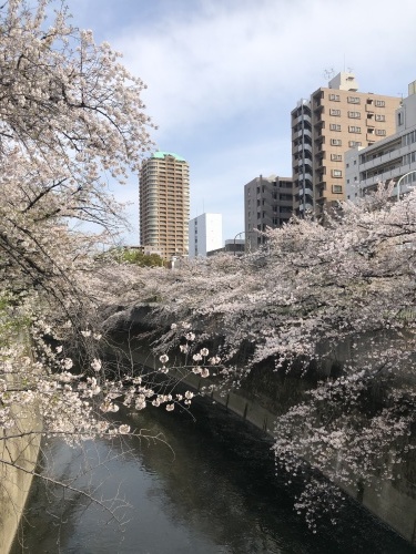 今年の桜_a0075387_16091961.jpg