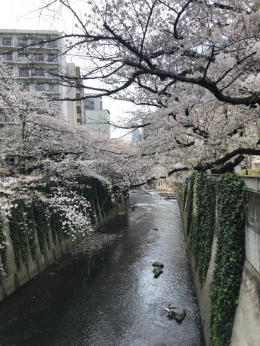今年の桜_a0075387_16092961.jpg