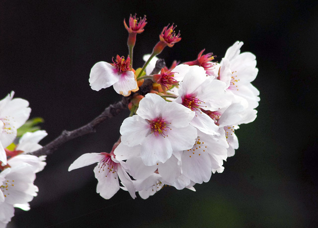 名残りの桜_d0085887_09165290.jpg
