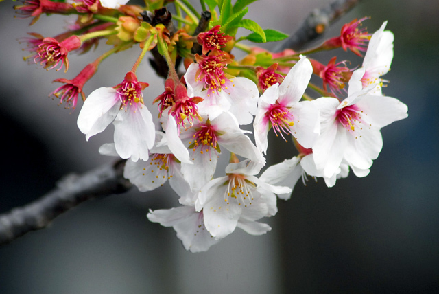 名残りの桜_d0085887_09172430.jpg