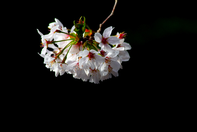 名残りの桜_d0085887_09181696.jpg
