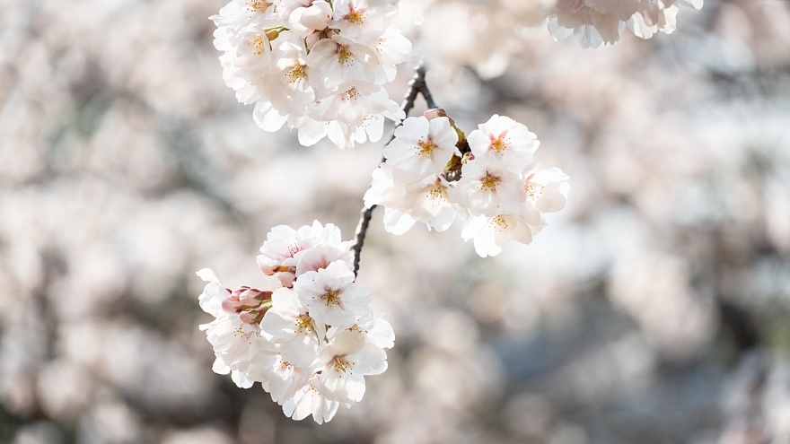 七分咲きの桜公園_d0353489_08031871.jpg