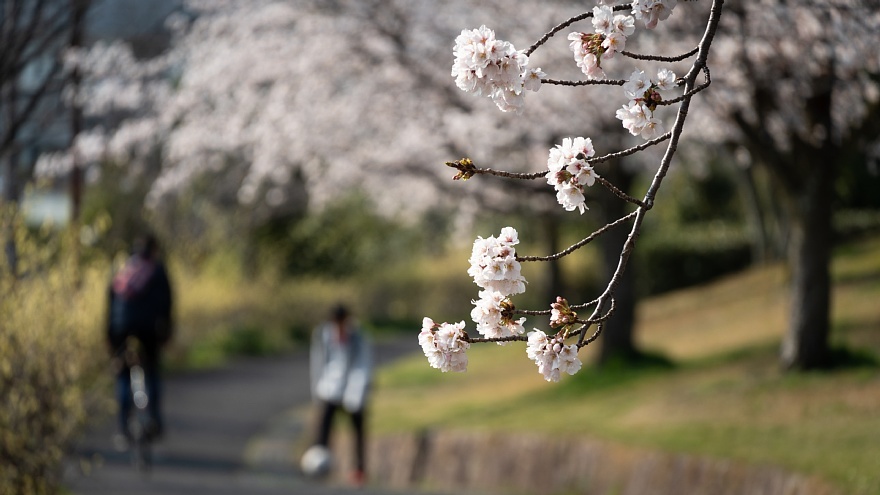 七分咲きの桜公園_d0353489_08032862.jpg