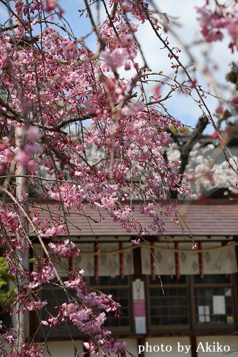 昨日の桜詣から...&#127800;_f0298290_09430425.jpg