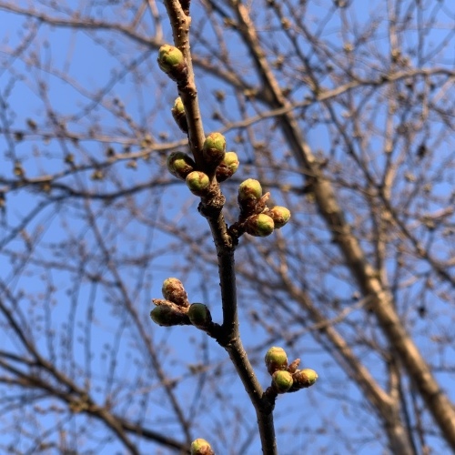桜川 桜のつぼみが美味しそうな 黄みどり色です_a0134394_07410756.jpeg