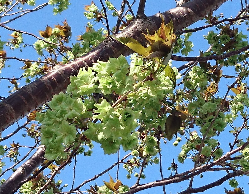 緑の桜_f0033598_09342968.jpg