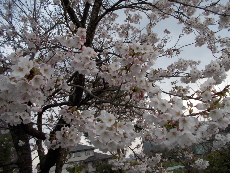 桜咲く・タネ大交換会など_a0203003_18030691.jpg