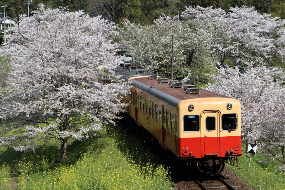 今年も花は咲いた 年桜 小湊鉄道 ねこの撮った汽車