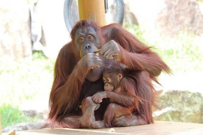 オランウータン親子 キキ ロキ ニワトリのご先祖 セキショクヤケイ 多摩動物公園 May 19 続々 動物園ありマス