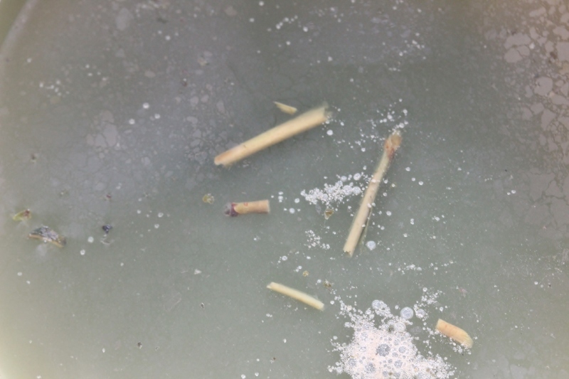 硬水が飲んでみたい、そして_b0220318_06563380.jpg