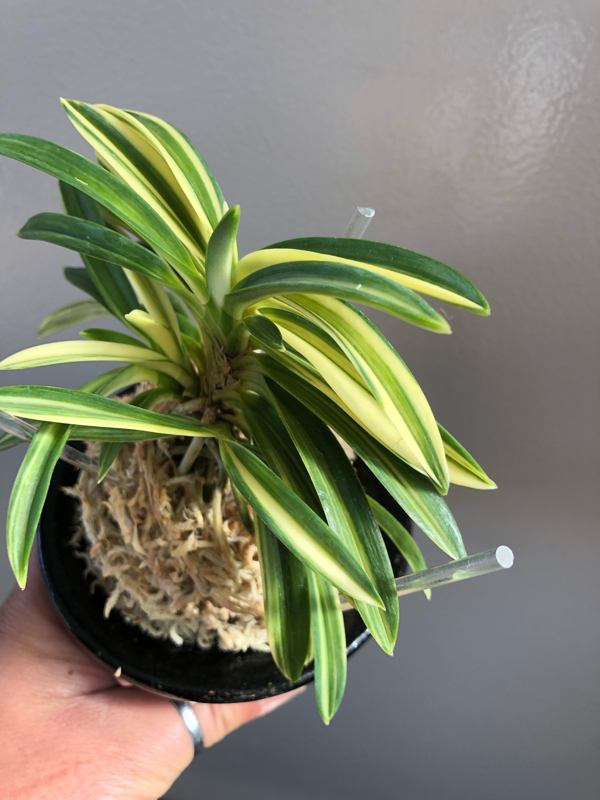 不老白 : □ サムライ オーキッド □ 富貴蘭 セレクトショップ MAIL