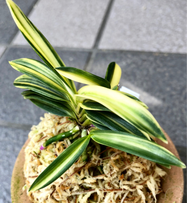 [祝^_^評価6000突破セール♫]富貴蘭　不老白 不老白 : □ サムライ オーキッド □ 富貴蘭 セレクトショップ