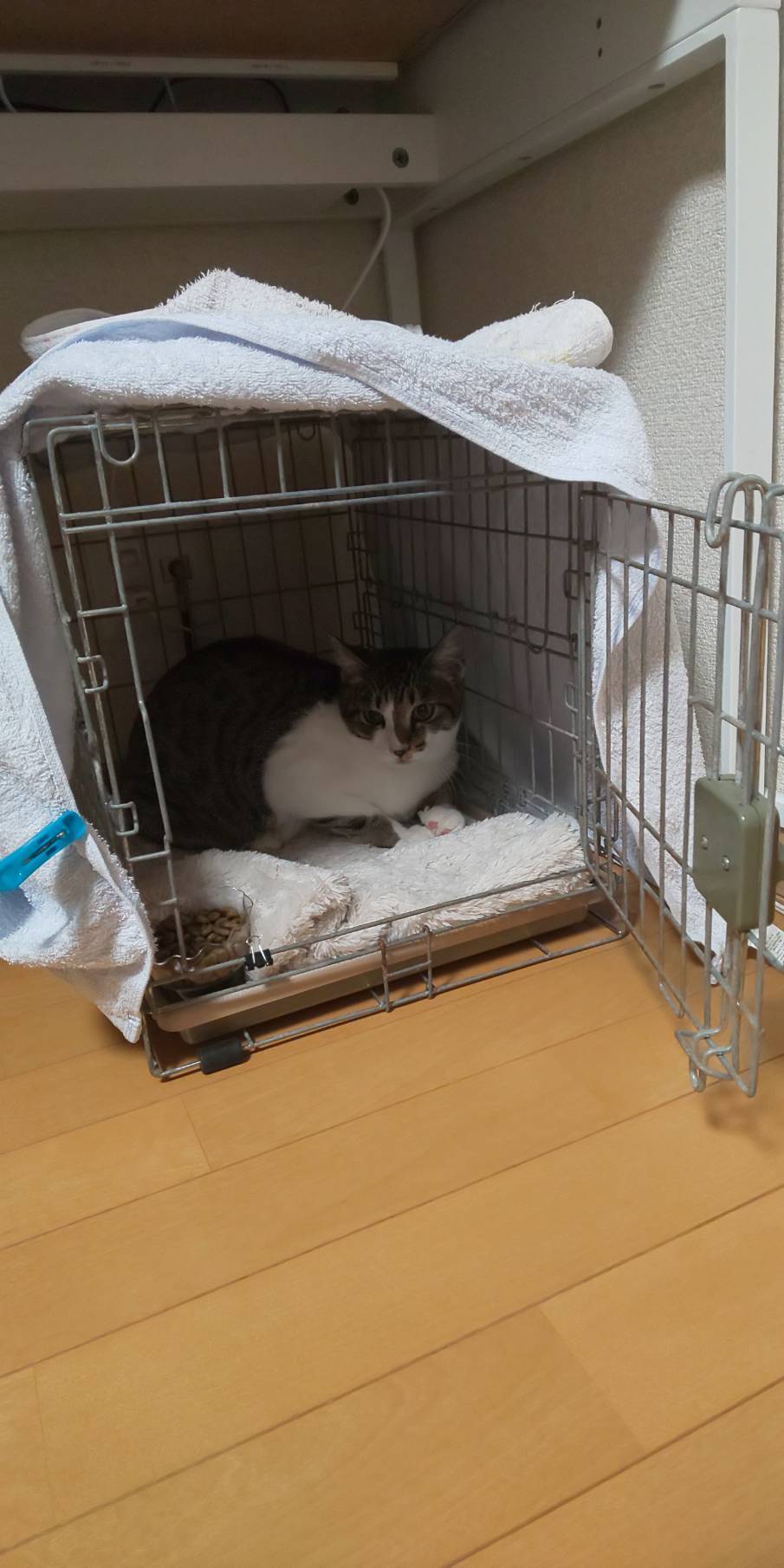 いさみくんお試し決定_d0233224_19061478.jpeg