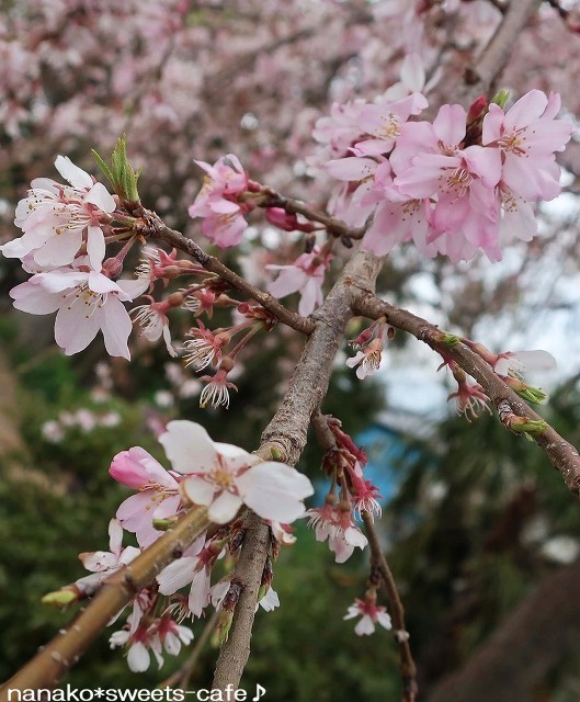 お散歩＊枝垂れ桜_d0147030_21034195.jpg