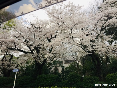 桜_e0145332_20465971.jpg