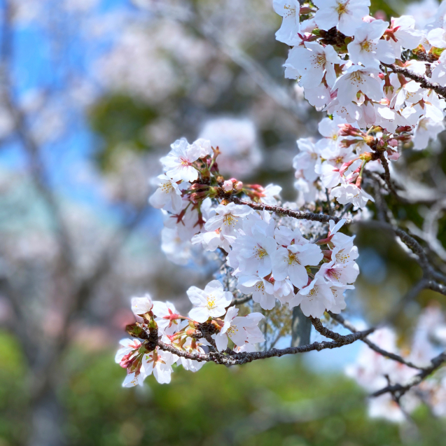 図書館桜_d0355333_22525651.jpg