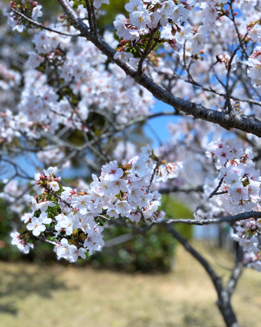 図書館桜_d0355333_22525821.jpg