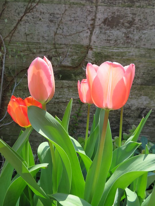 2020年4月8日　咲いた　咲いた　チューリップの花　 !(^^)!_b0341140_1474577.jpg