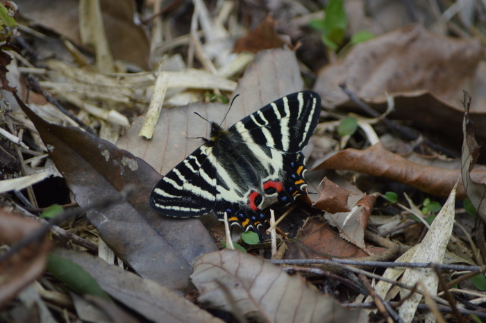 ギフチョウ　4月4日_d0254540_20194677.jpg