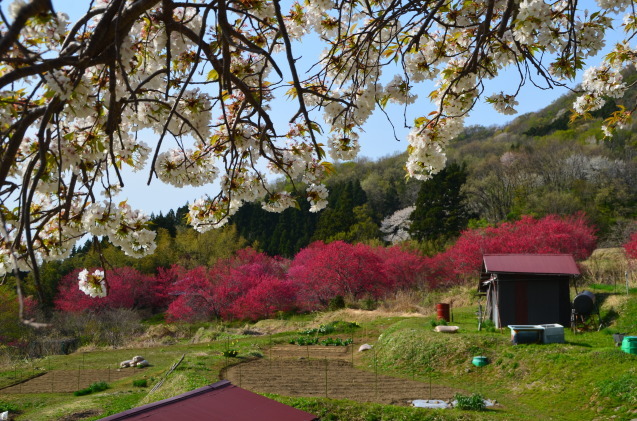 桜・花桃 見どころマップ_c0202242_09164580.jpg