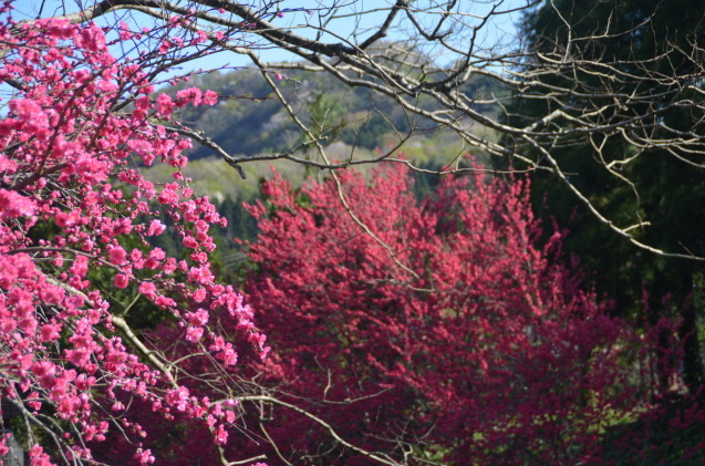 桜・花桃 見どころマップ_c0202242_09182562.jpg