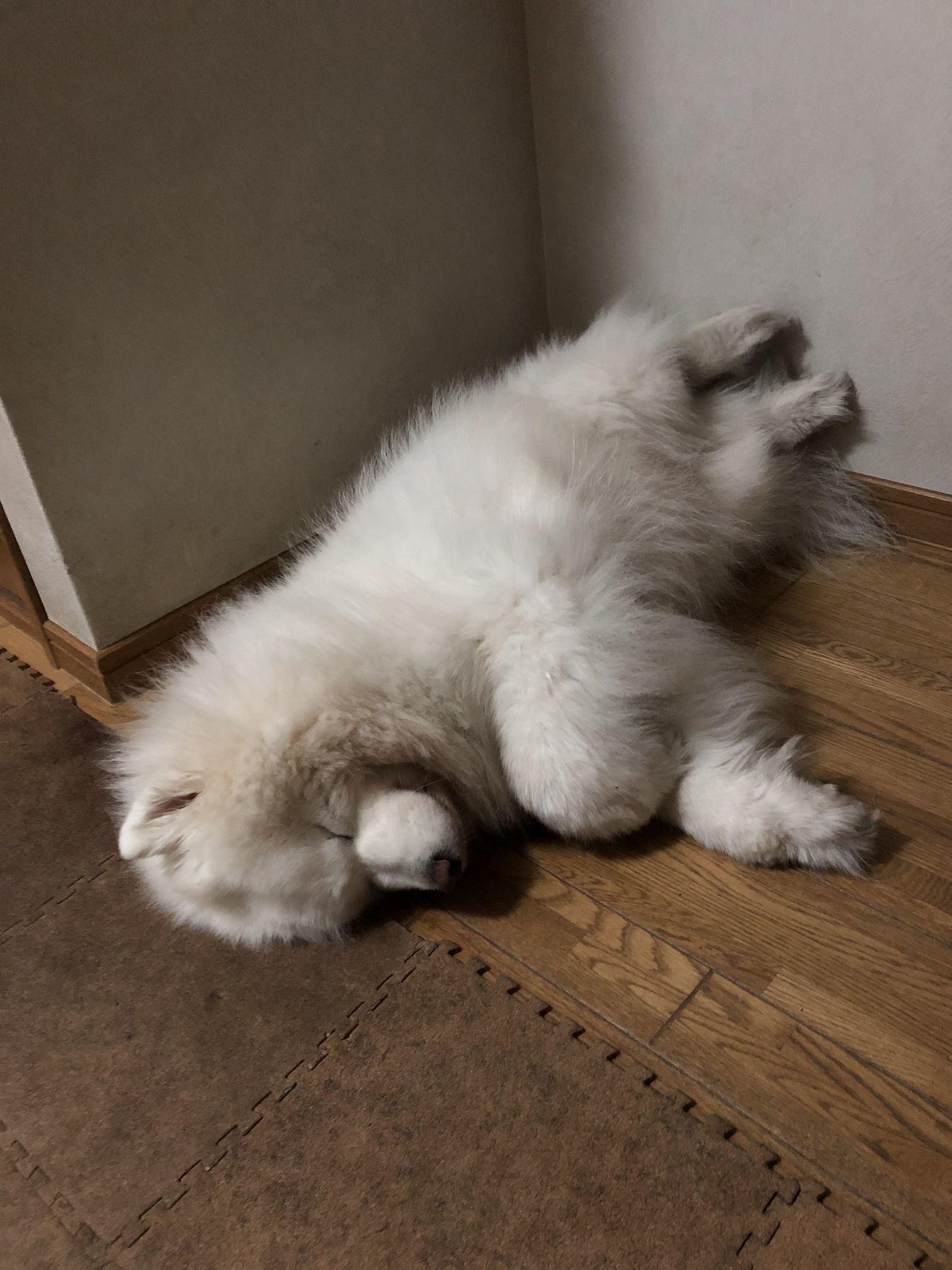 2020年3月前半 インスタ写真集_f0128542_01125114.jpg