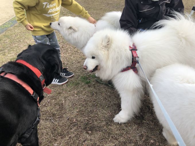 2020年3月前半 インスタ写真集_f0128542_01224373.jpg