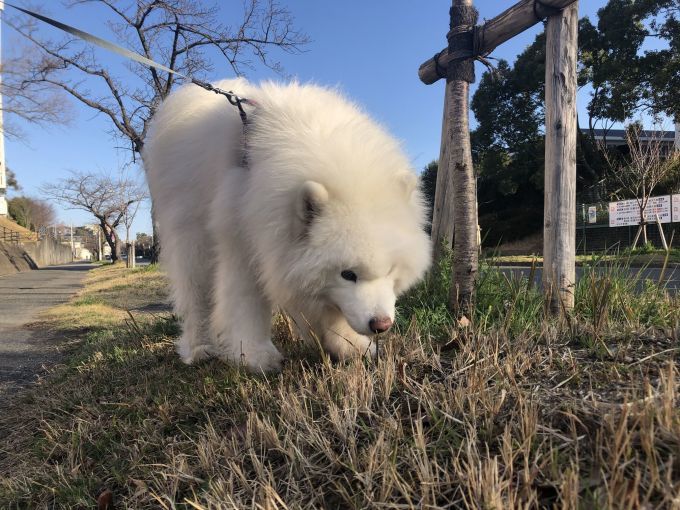 2020年3月前半 インスタ写真集_f0128542_01324990.jpg