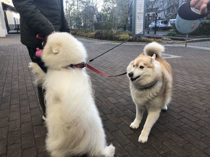 2020年3月前半 インスタ写真集_f0128542_01340870.jpg