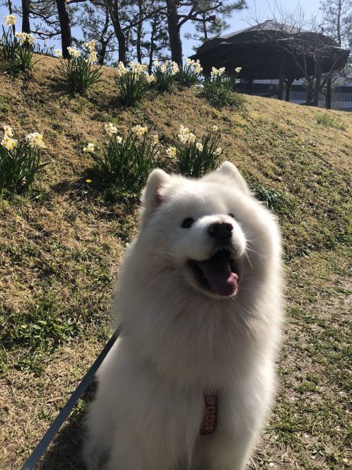 2020年3月前半 インスタ写真集_f0128542_01404984.jpg