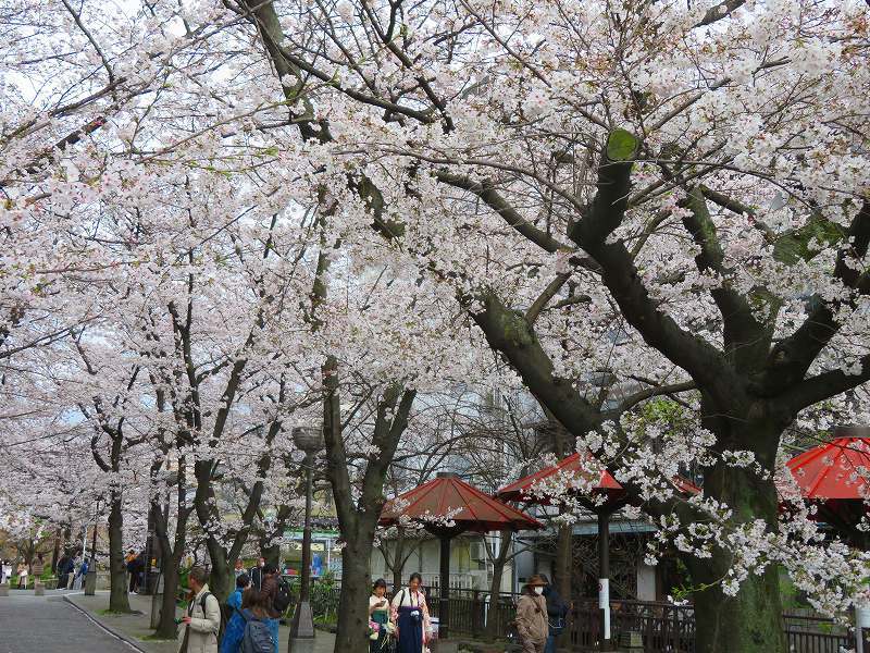 祇園白川川端通近辺20200329_e0237645_21592072.jpg