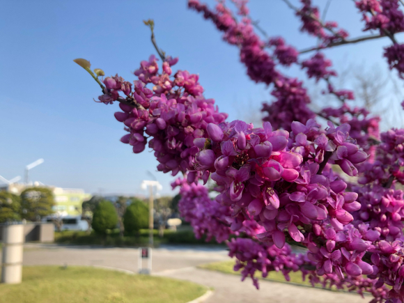 明海大学の花蘇芳 はなずおう 浦安フォト日記 明海大学の花蘇芳 はなずおう 浦安フォト日記