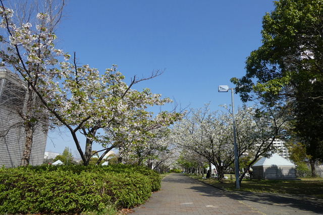 東公園の大島桜と山桜、小学校の桜_a0030958_23165415.jpg