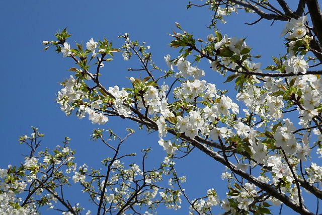 東公園の大島桜と山桜、小学校の桜_a0030958_23195064.jpg