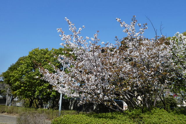 東公園の大島桜と山桜、小学校の桜_a0030958_23214638.jpg