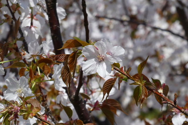 東公園の大島桜と山桜、小学校の桜_a0030958_23222358.jpg
