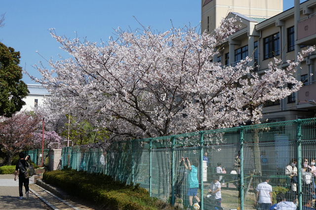 東公園の大島桜と山桜、小学校の桜_a0030958_23272519.jpg