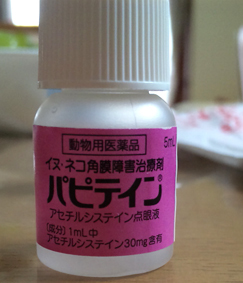 乳飲み子の目の治療 家なき猫 乳飲み子の目の治療 家なき猫