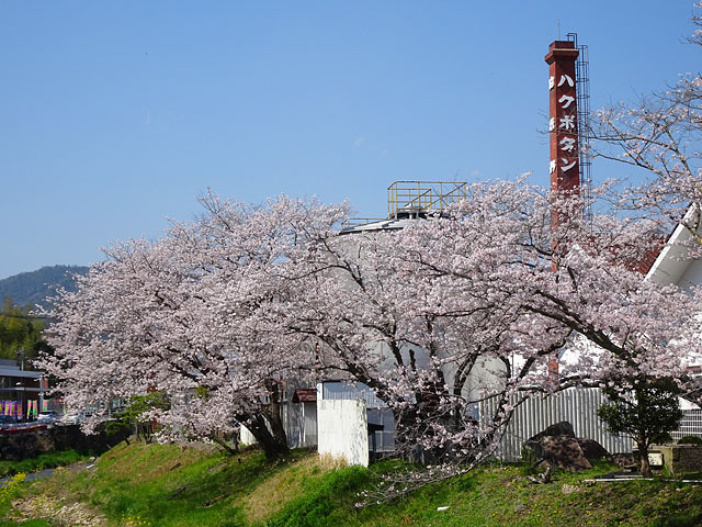 白牡丹酒造の桜 ｔｙｏ ｓｔｄのおきらく写真生活