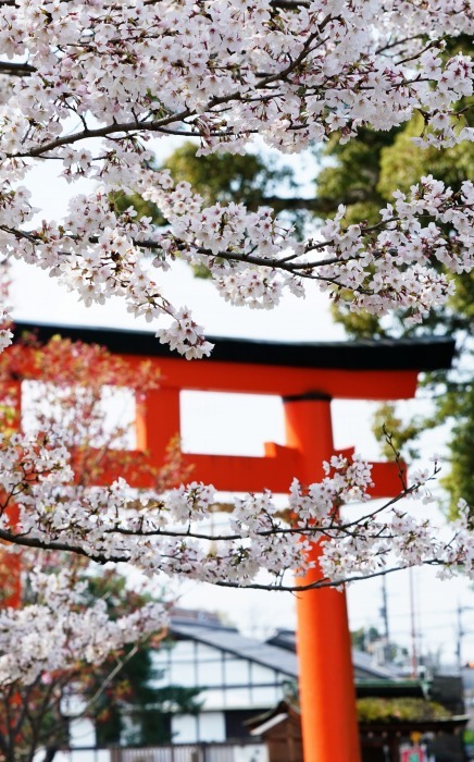 京都桜開花状況 4月2日 上賀茂神社 御所桜 Turfに魅せられて 写真紀行