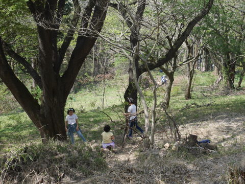 天望台周辺のヤマザクラ満開4・4六国見山夫婦桜now_c0014967_18110755.jpg