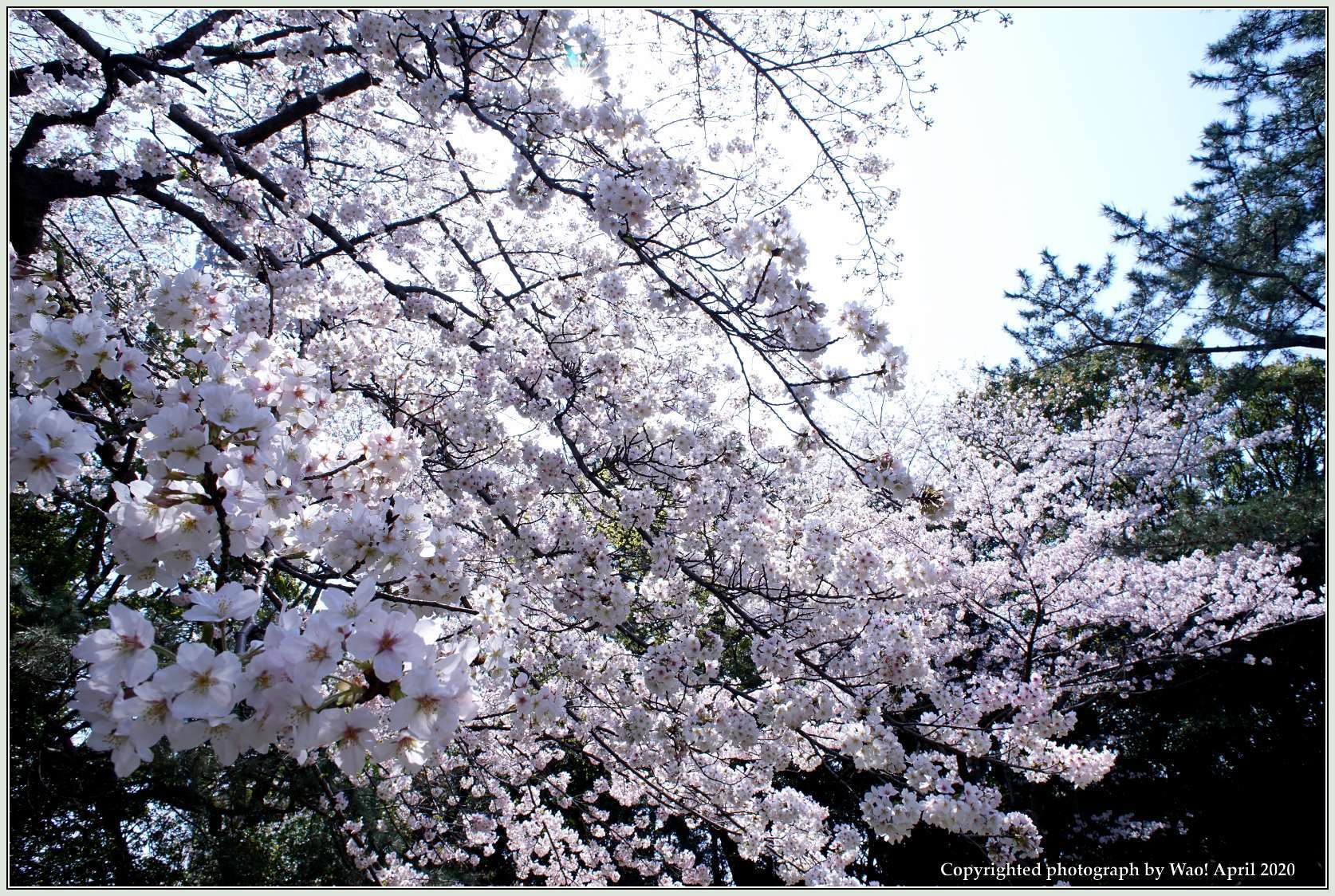 桜は満開　今年の花見は・・・_c0198669_22394056.jpg