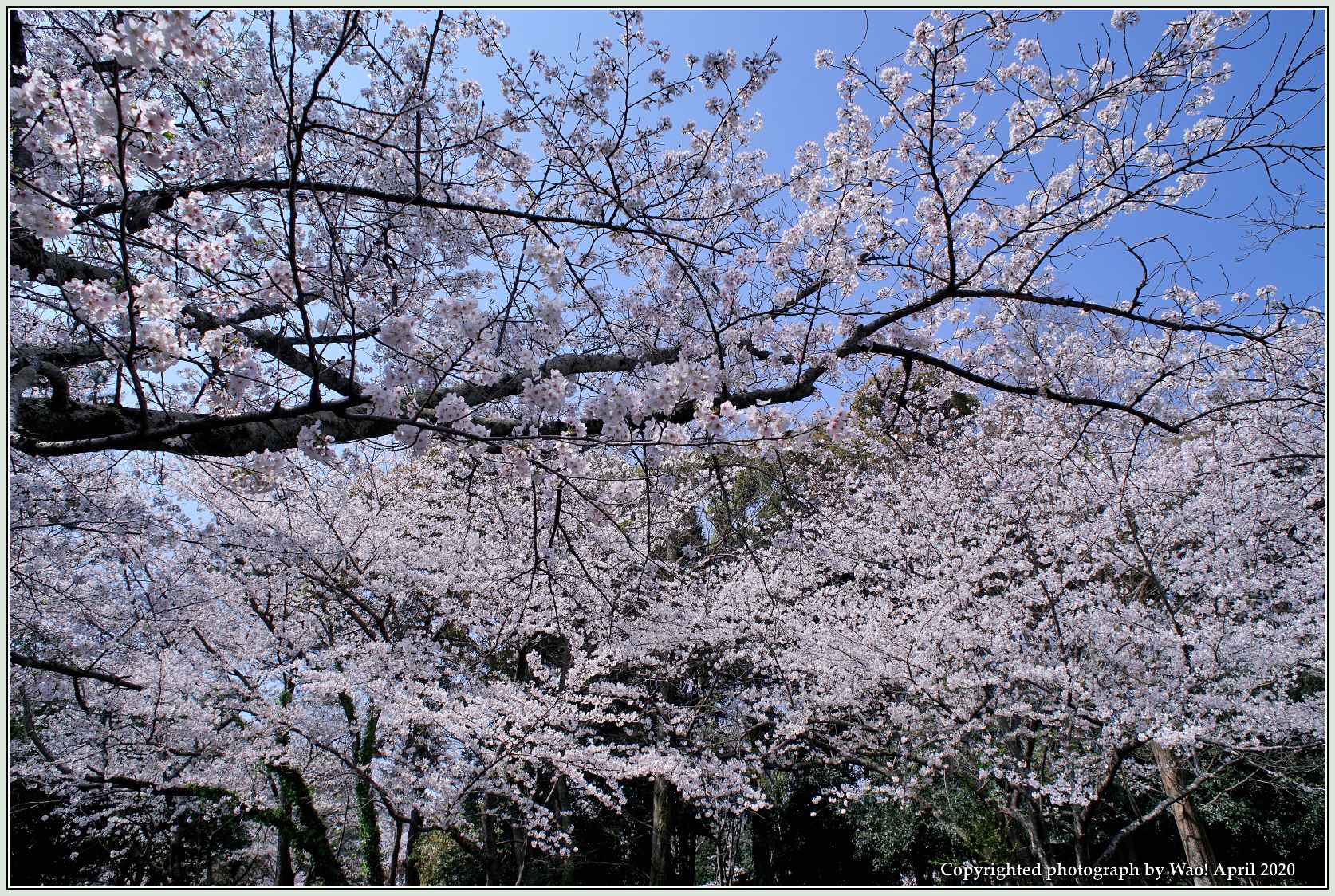 桜は満開　今年の花見は・・・_c0198669_22394665.jpg