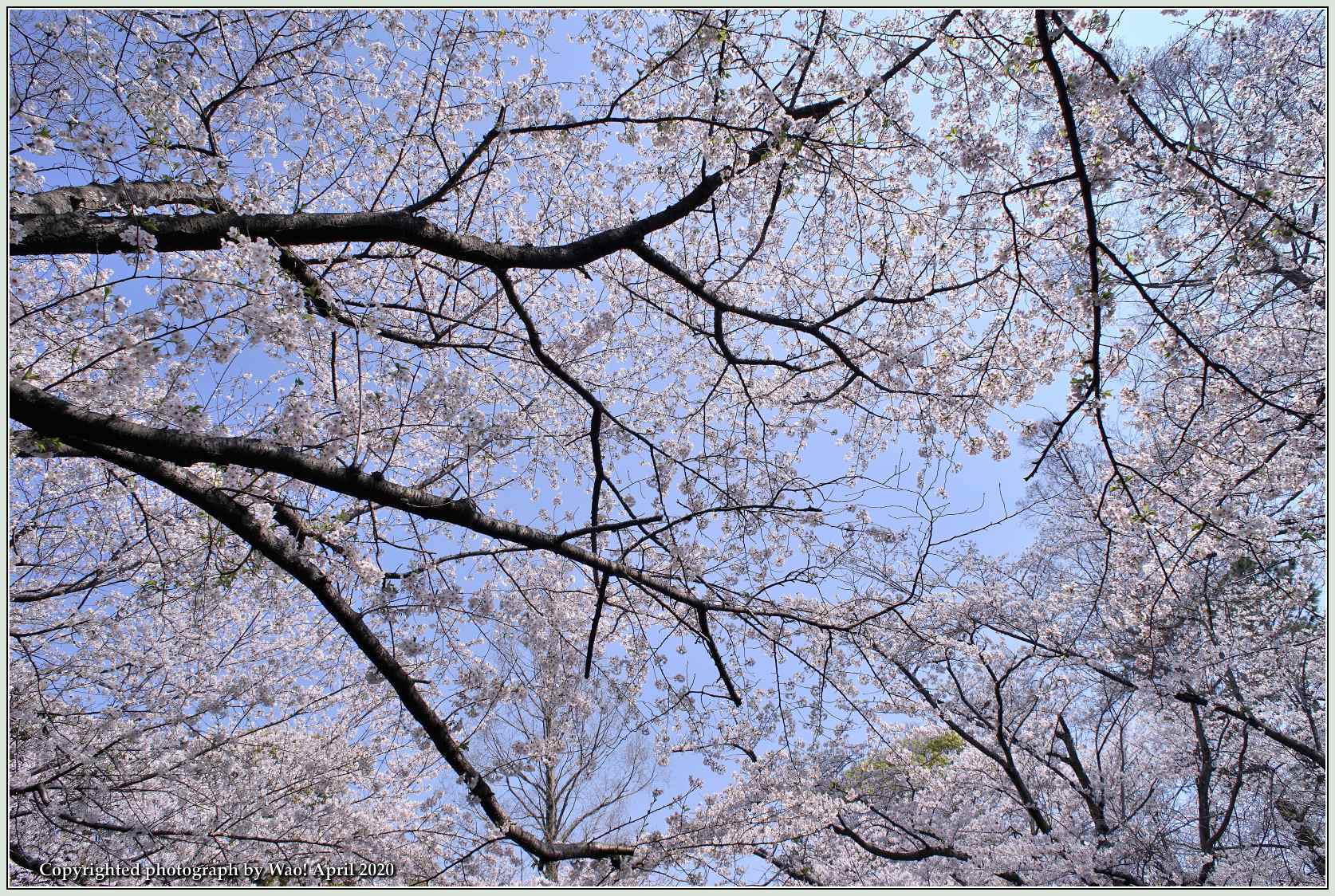 桜は満開　今年の花見は・・・_c0198669_22394940.jpg