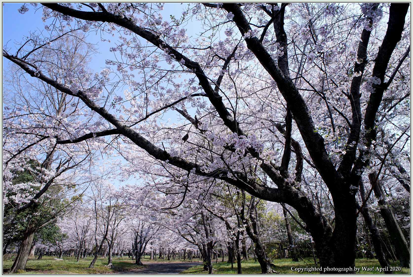 桜は満開　今年の花見は・・・_c0198669_22395294.jpg