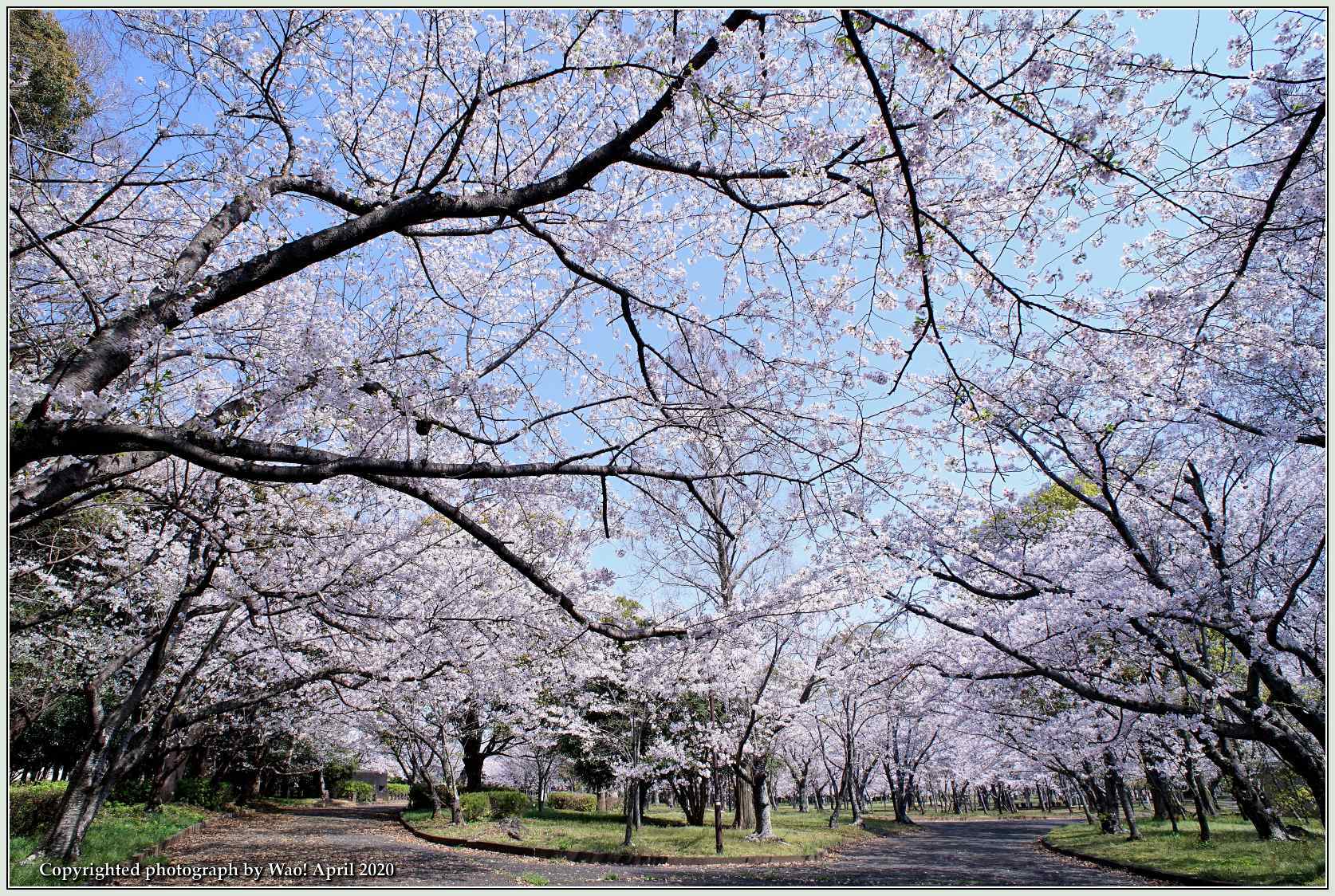 桜は満開　今年の花見は・・・_c0198669_22395548.jpg